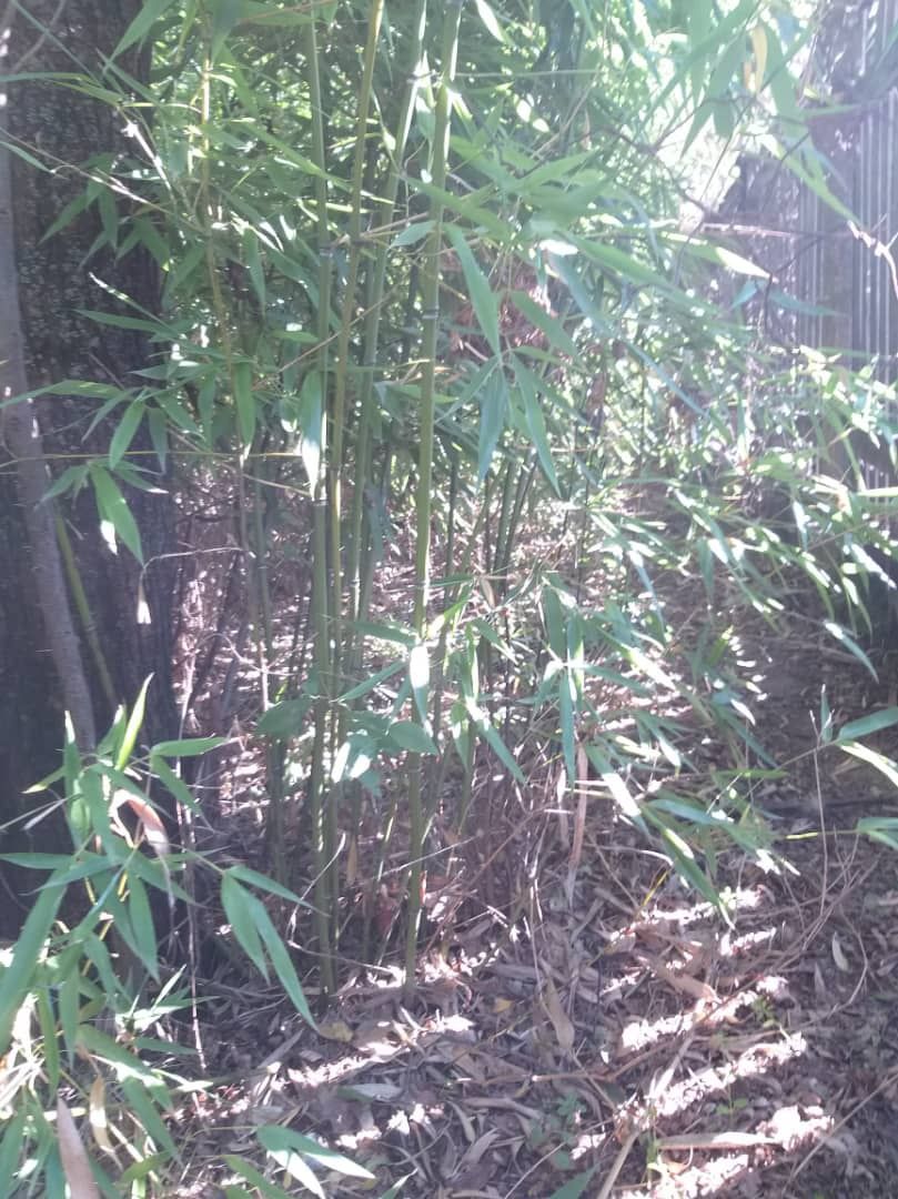 Vând bambus auriu  (Phyllostachis)