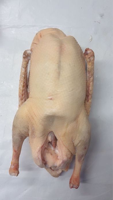 Гусь домашний из СКО.