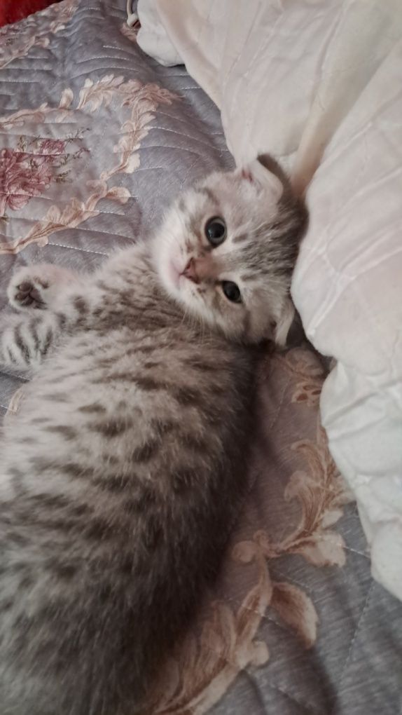 продам милого котенка
