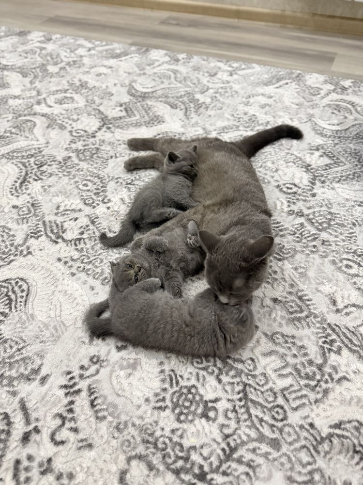 Британские котята