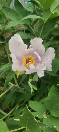 Древовидный бело-розовый пион,  пион малиновый