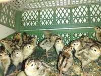 Цыплят фазан охотничий и кеклик  суточные вывод 10 июня