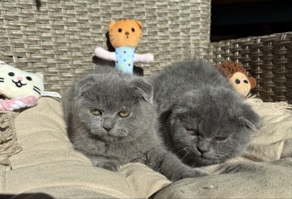 Британски  късокосмести клепоухи