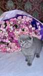 Продается котенок британской породы (очень милый) KITTY pishak mushuk
