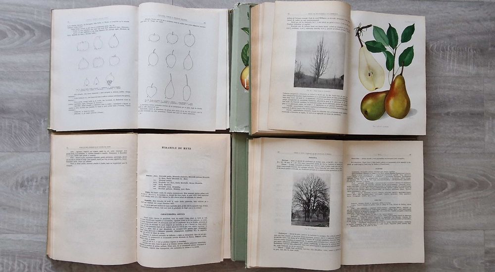POMOLOGIA Republicii Populare Romane (R.S.R.) - Bordeianu (vol 1-6)