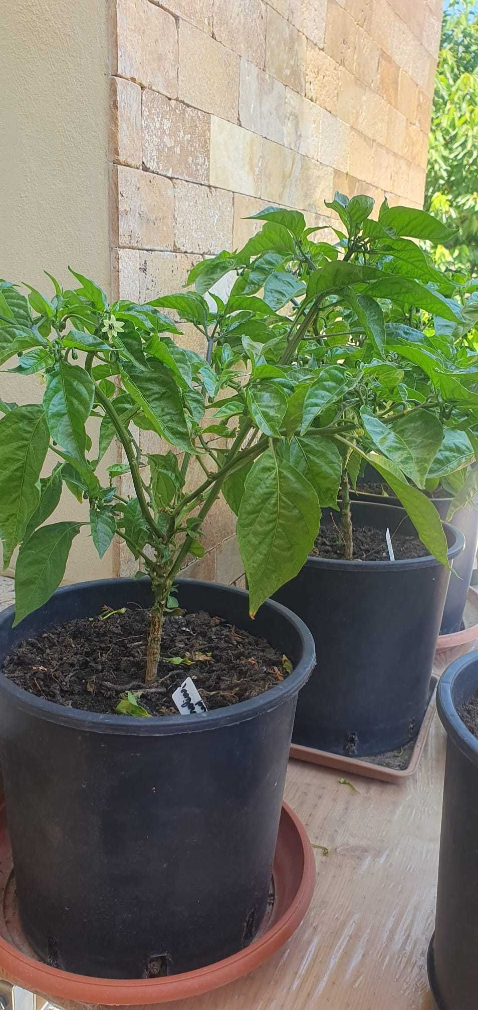 vand plante de ardei foarte iuti(ex. carolina reaper,scorpion,brown..)