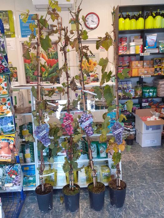 Vita de vie de masa sau de vin Butasi anul 2 calitate I