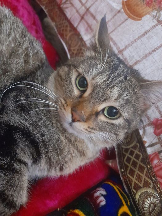 Кошки  и котята в хорошие руки