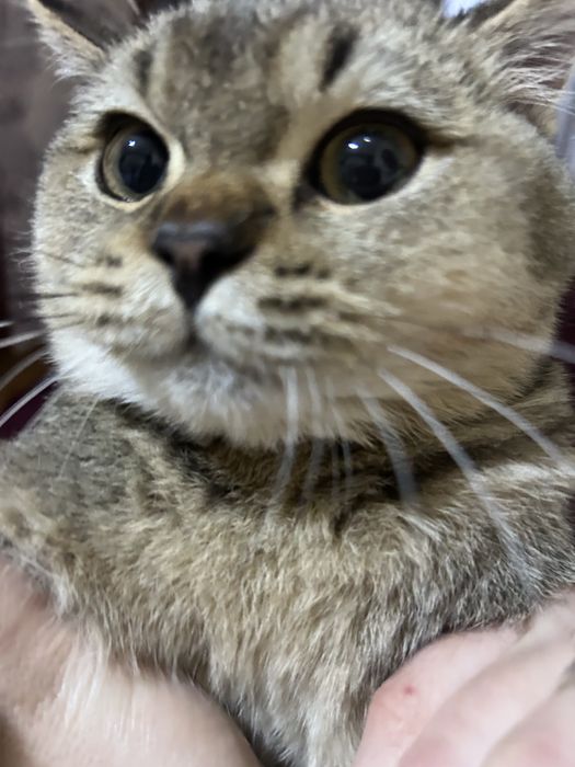 Zotdor mushuk ismi Baris