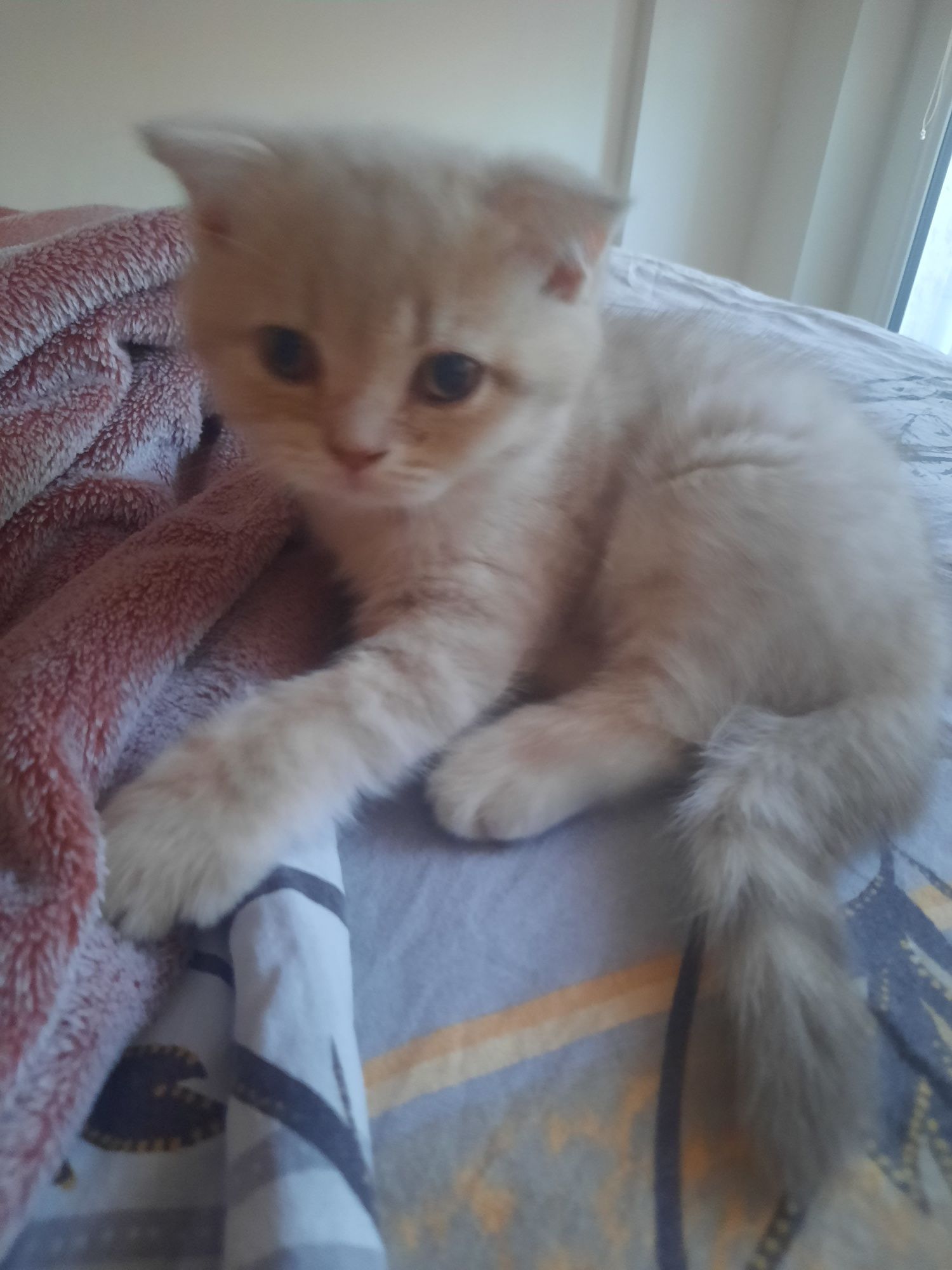 Британски котета