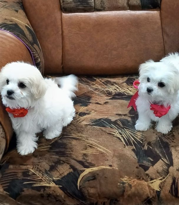 Vand pui de Bison Maltese