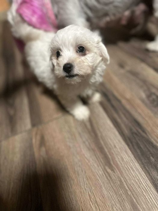 Bichon alb dragalas