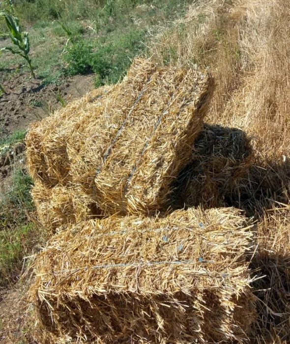 Vând baloți de paie 2025