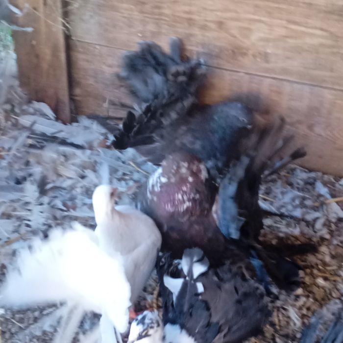 Паунести млади гълъби