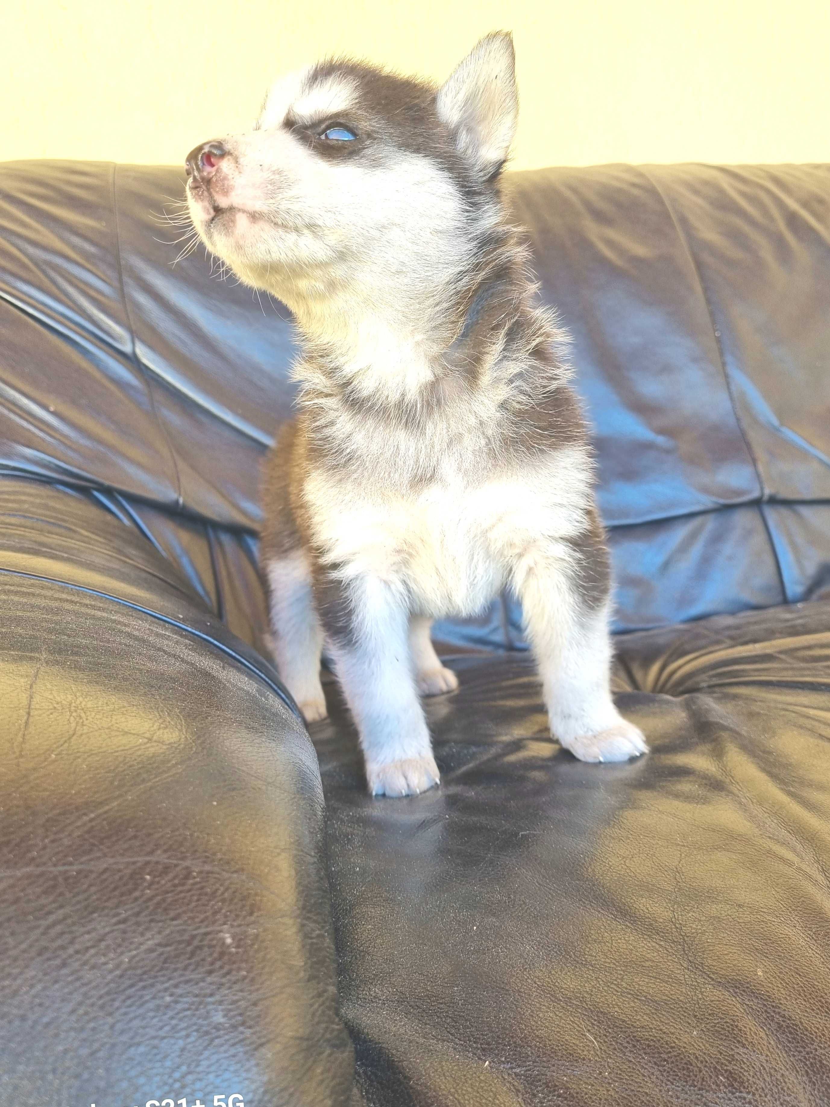 Catel husky Siberian