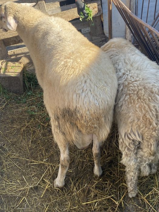 Vând berbeci, negociabil