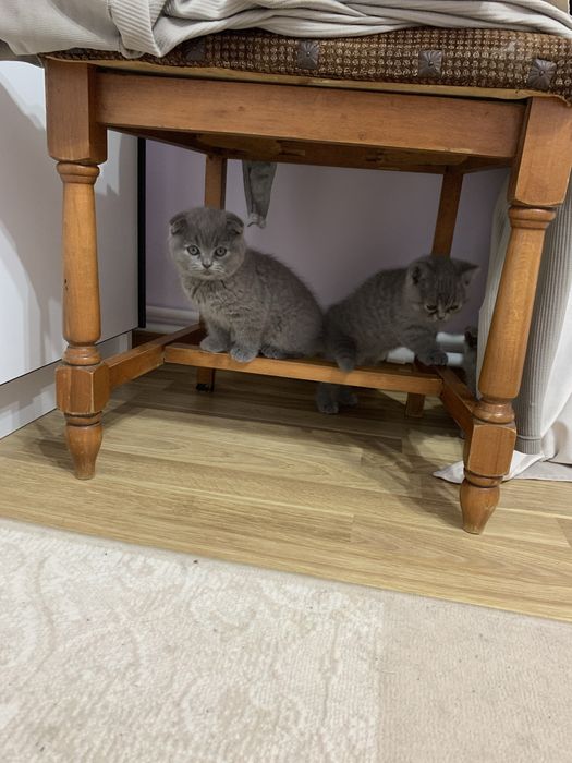 Pisica Scottish Fold