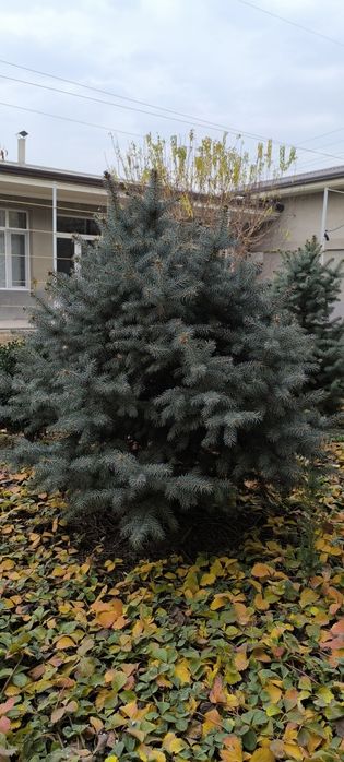 Голубой ель арчалари сотилади