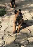 Ciobanesc Belgian malinois pui