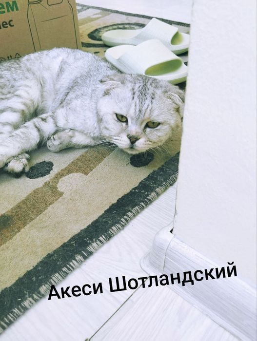Шотландский вислоухие