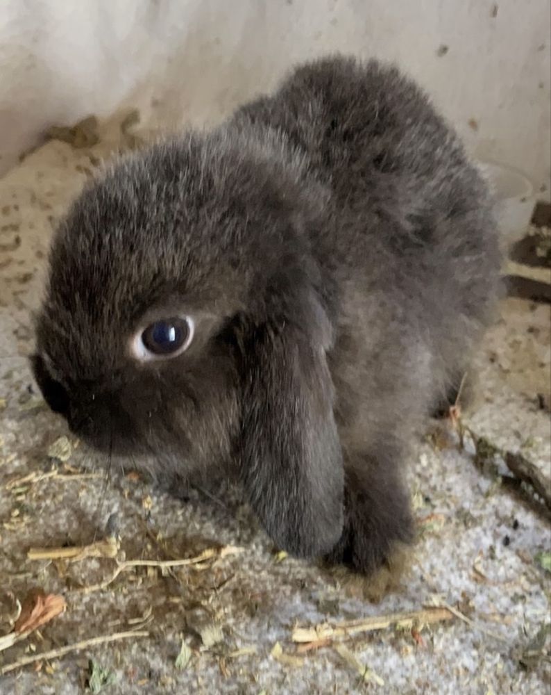 Iepuri Holland Lop si Rex pitic disponibili !