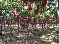 бизнес Агрофирма многопрофильная виноградарство и др возможности