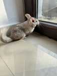 Vand Chinchilla Bej