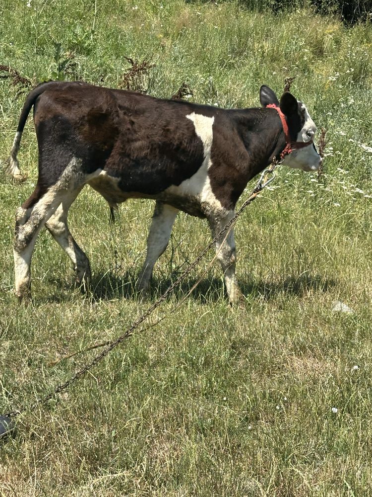 Vand tauras de 3 luni