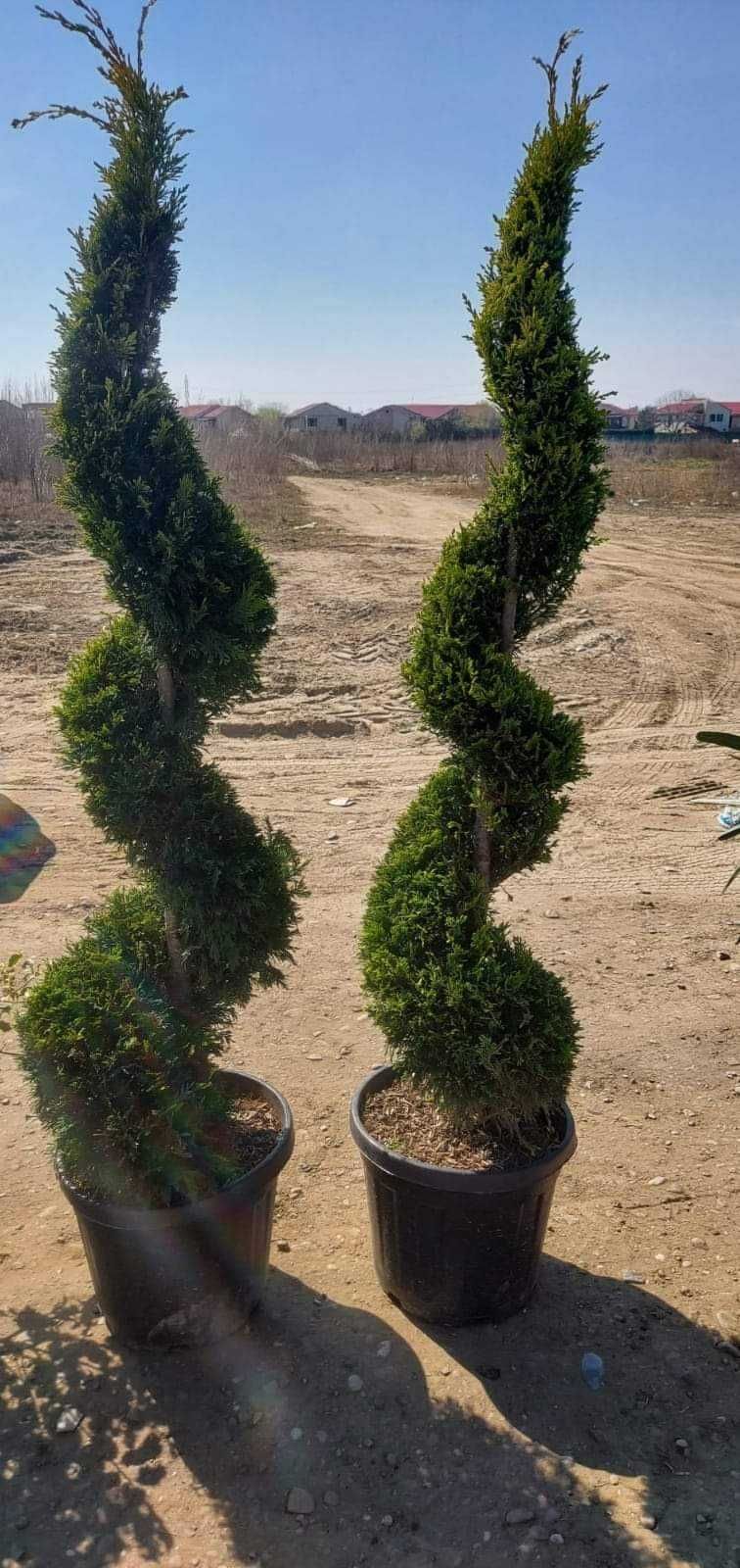 Calitate superioară! Plante ornamentale disponibile acum!