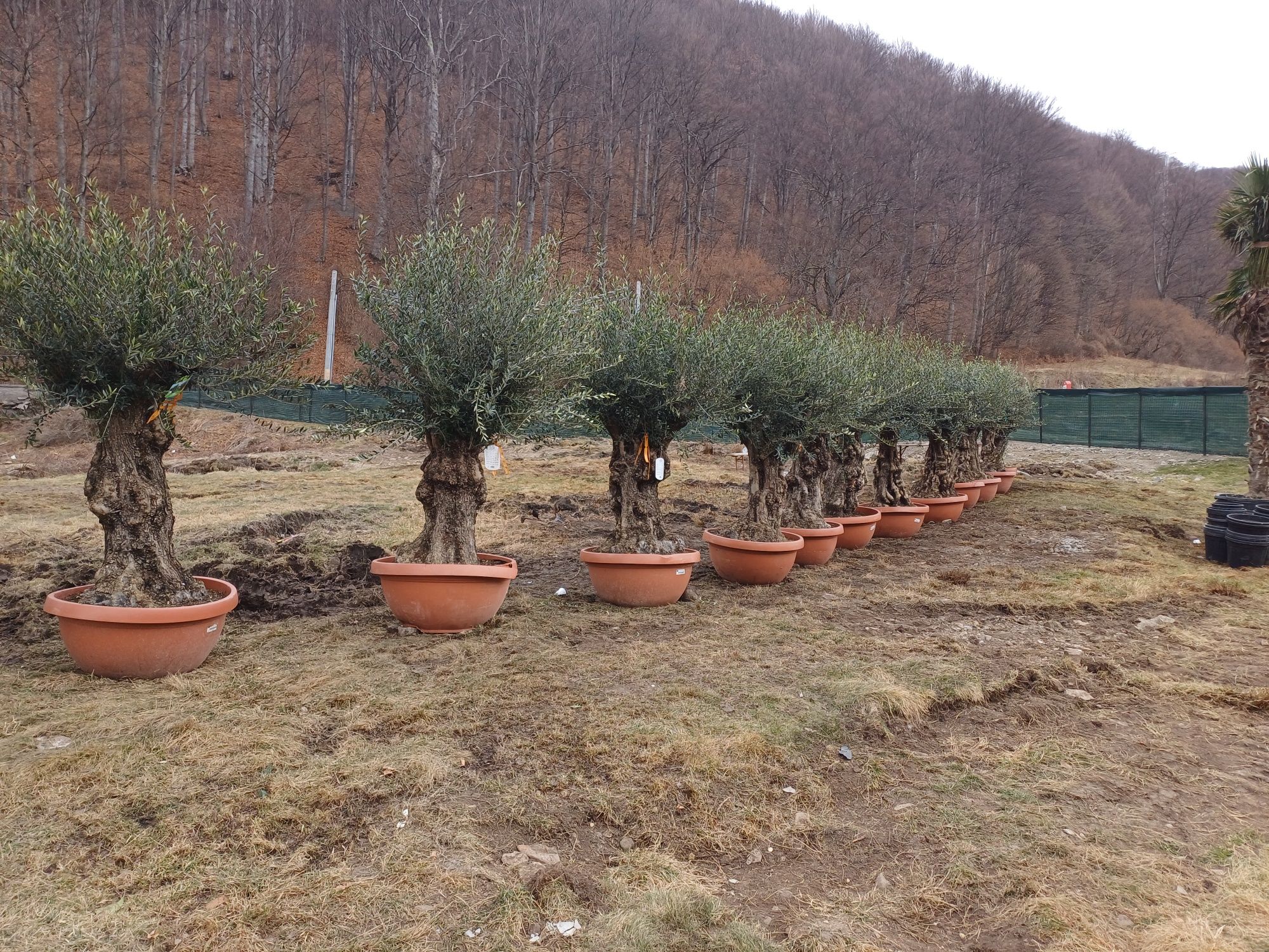 Vind plante ornamentale la preț de producator