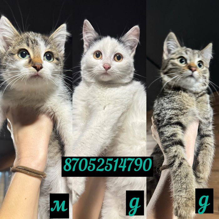 Котята в добрые руки!