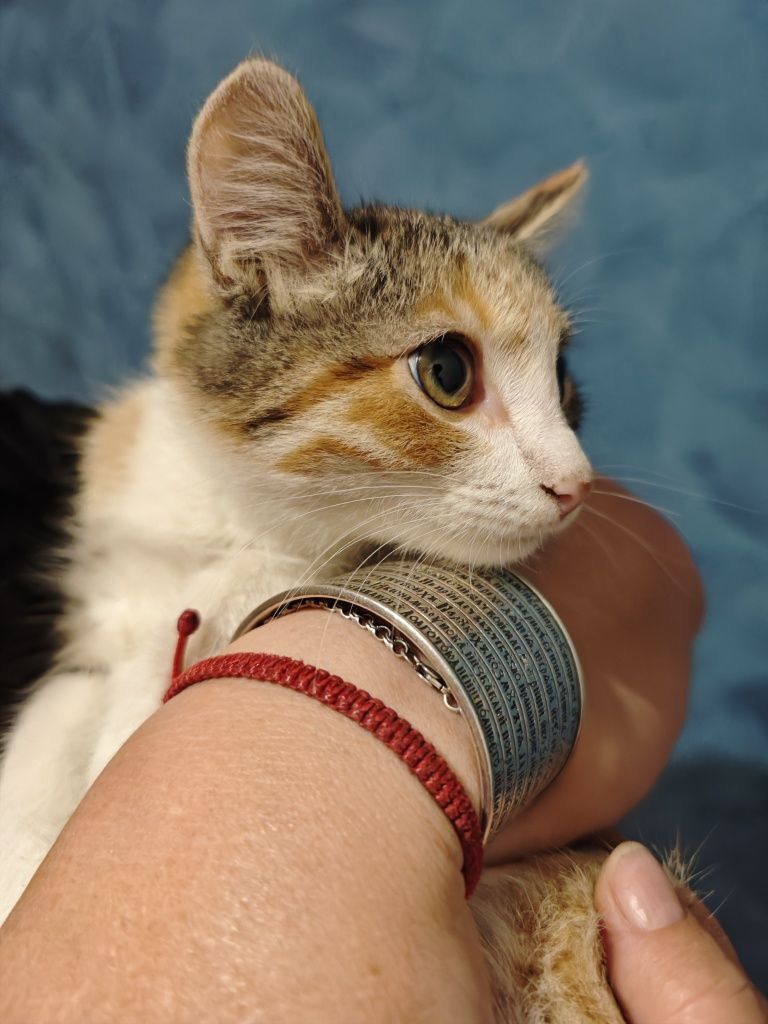 Отдам бесплатно умных и красивых домашних котяток