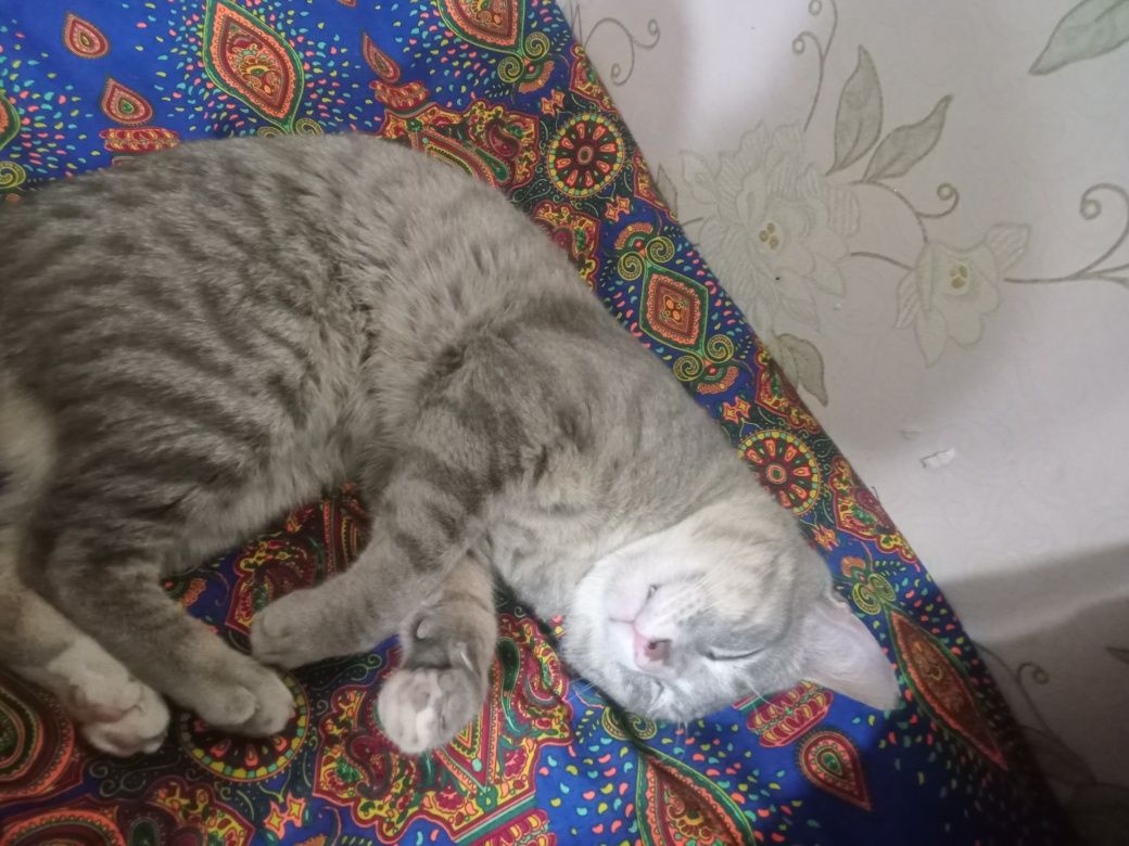 Eʼlon.Mushuk sotiladi