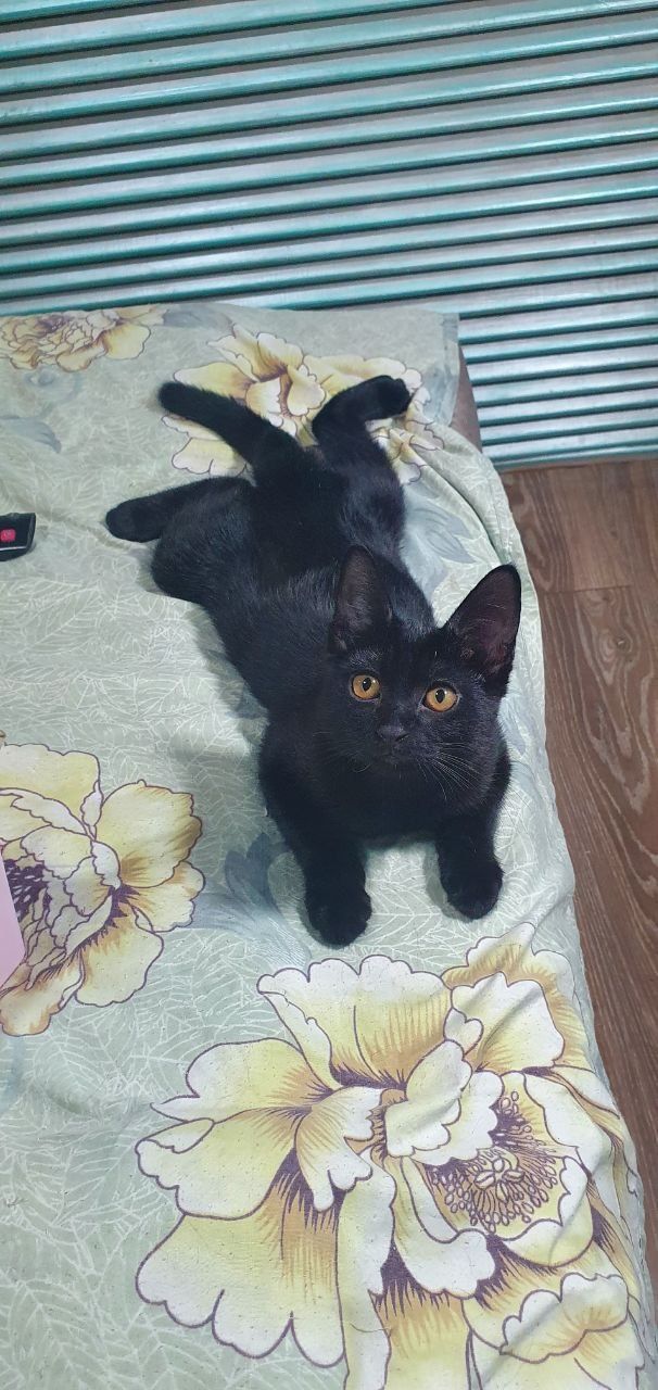 Отдам милого котенка в добрые руки