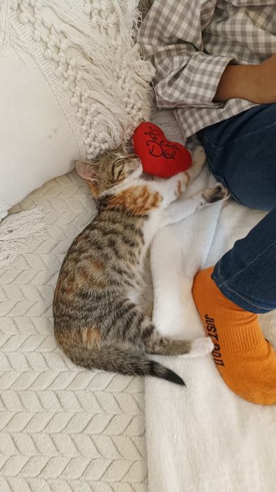 pisica pentru donație (pisica are un suflet foarte bun)