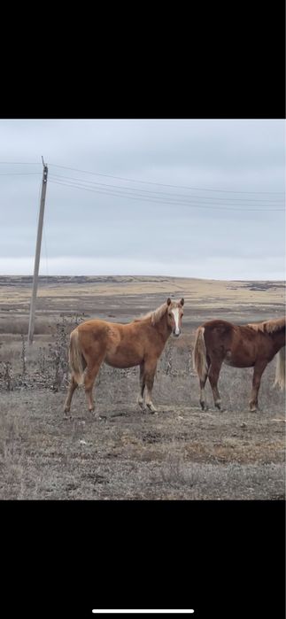 Жабагылар сатылады