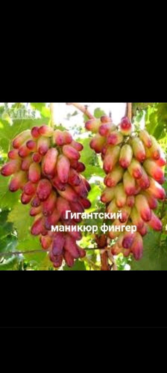 Продаются саженцы и черенки винограда