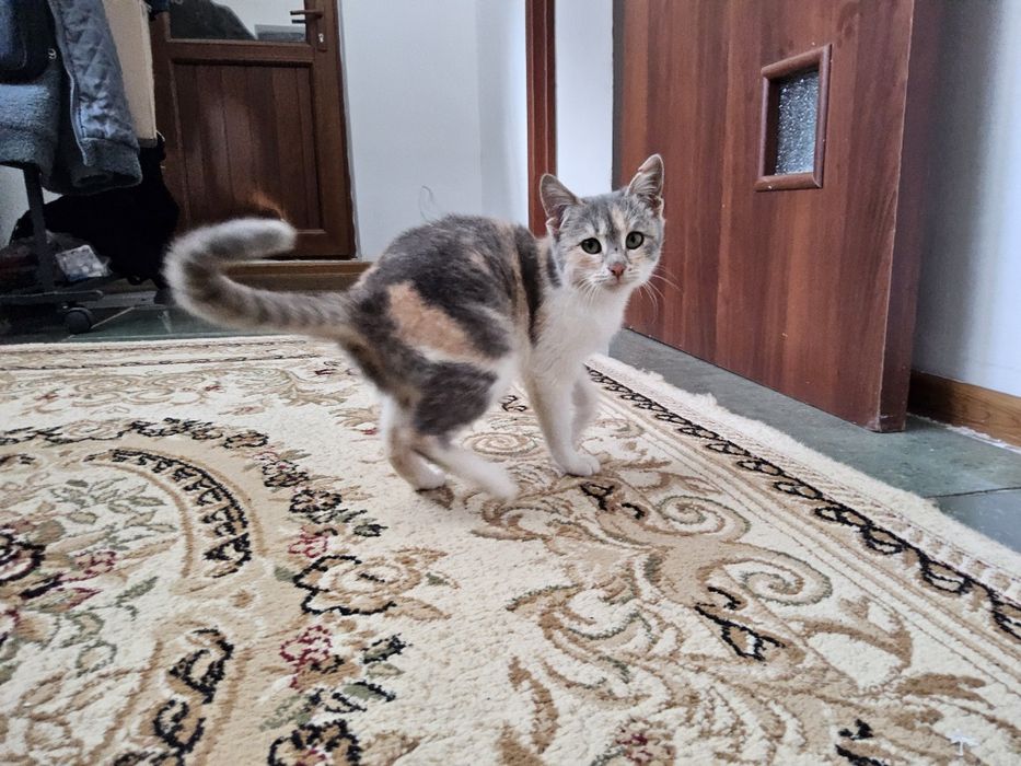 Мысыққа жақсы адам іздейміз