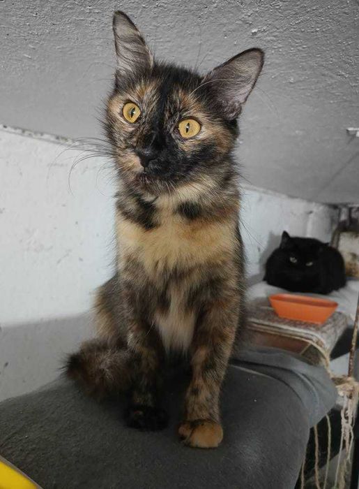 doi motanei si o pisica tortie foarte blanda