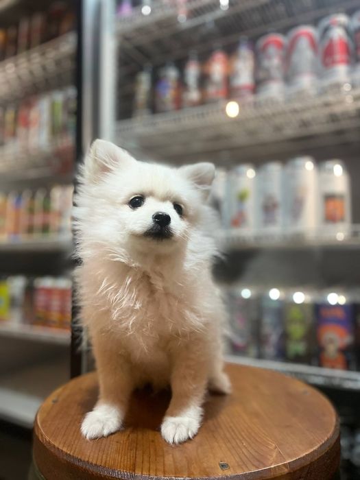 Цверг шпиц (померанский, карликовый)