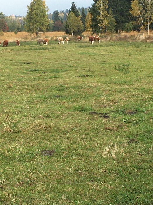 Vacii cu vitei da vanzare