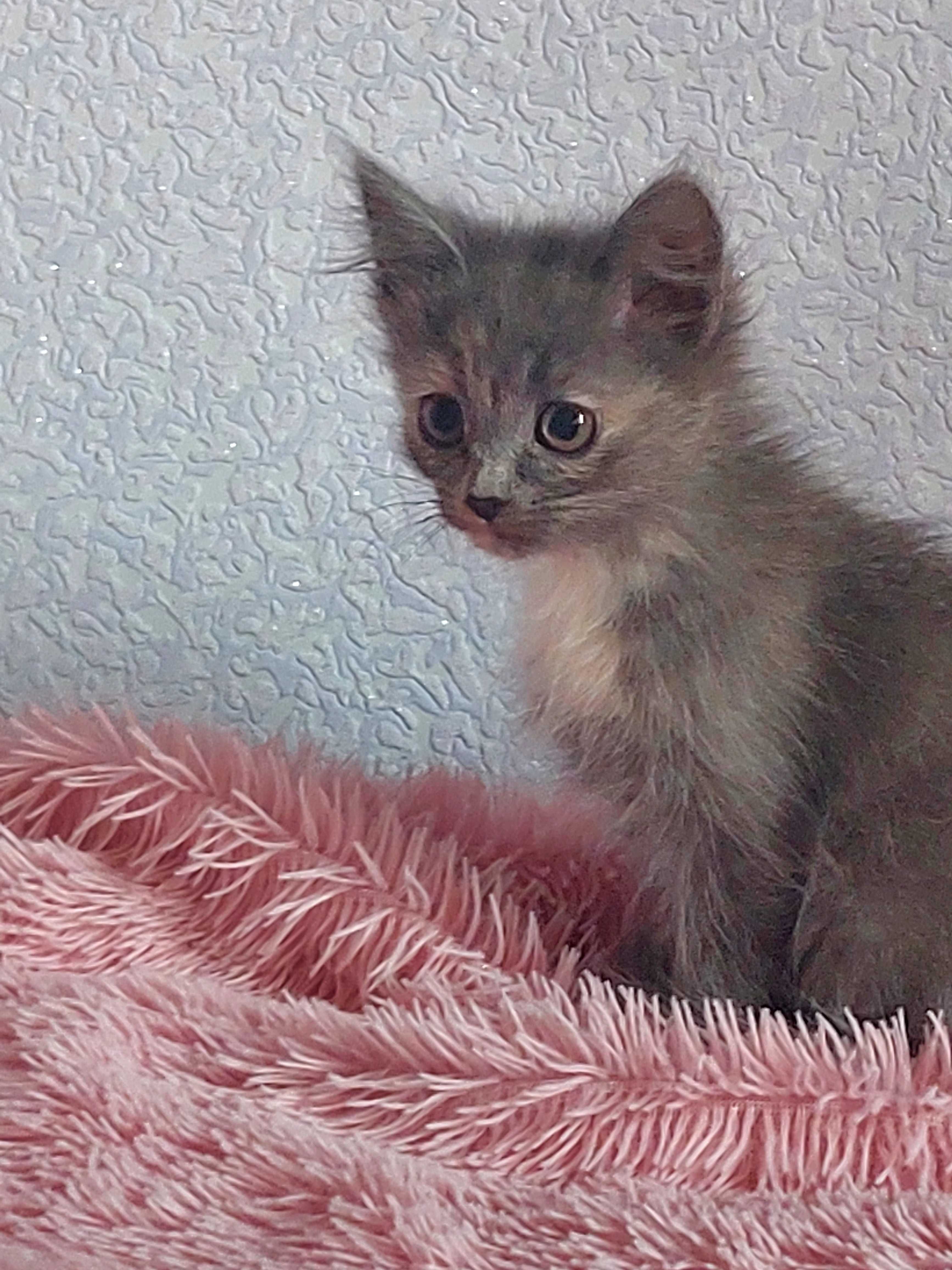 Отдам котят в добрые руки