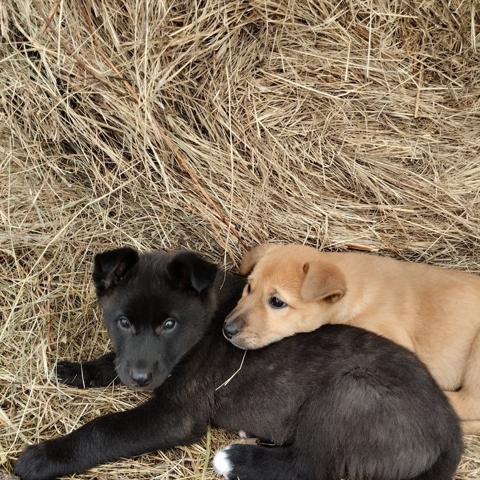 Отдам в добрые руки