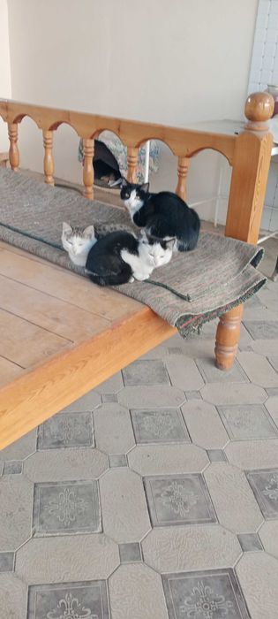 Мушуклар. Котята 4-мес.