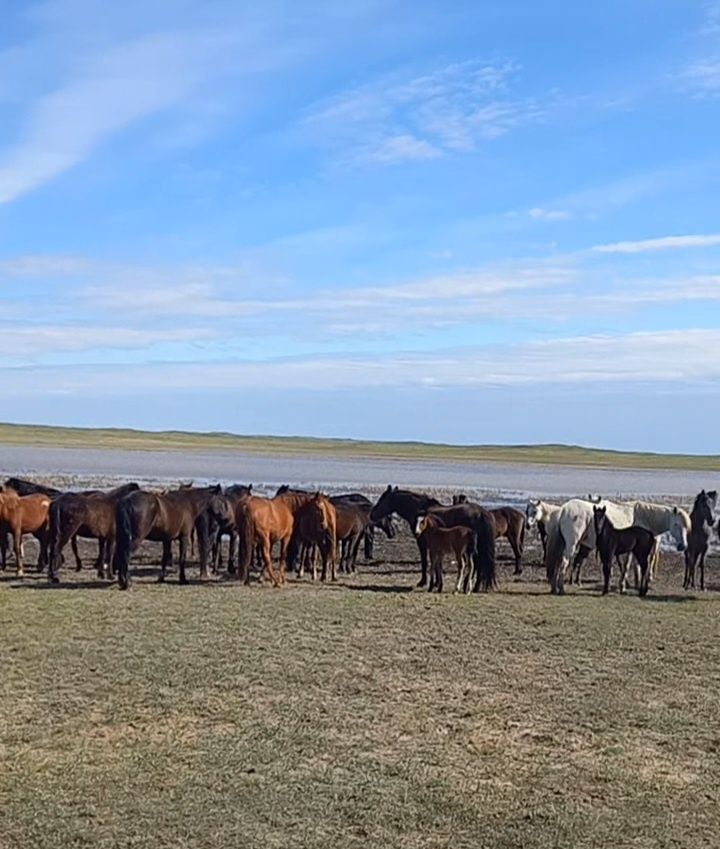 Отыз бас құлынды бие сатылады.