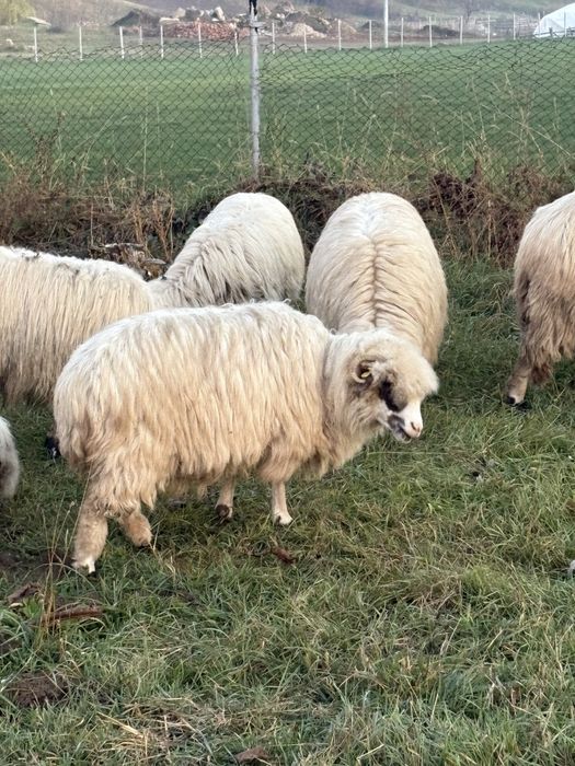 Oaie de vanzare pentru taiat