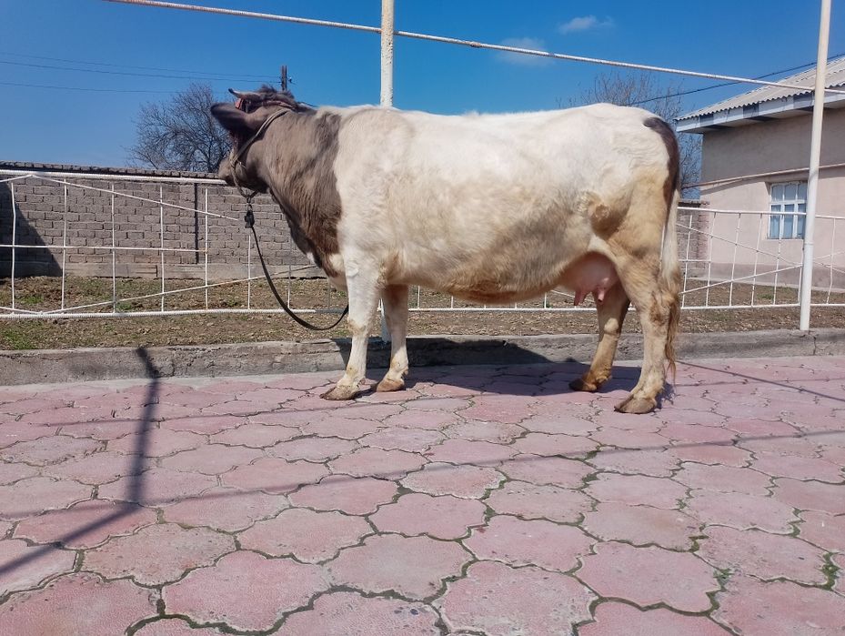 Sigir sotiladi ona bola