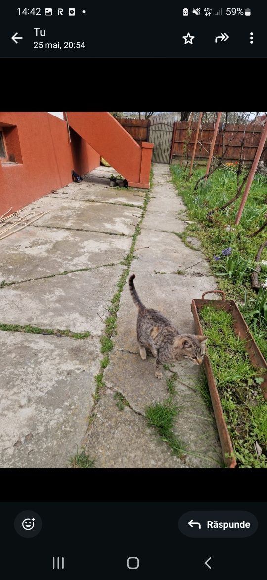 Adoptie pisica pisici  jucause