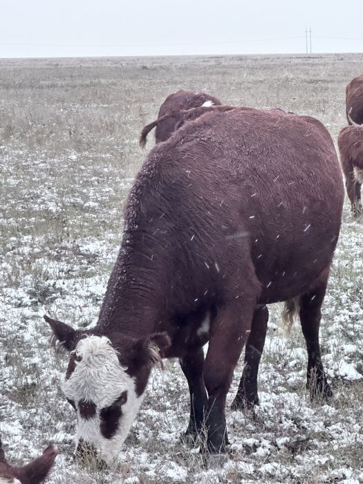 Продам срочно крс каровы