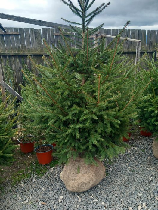 Brad verde(Picea Abies)